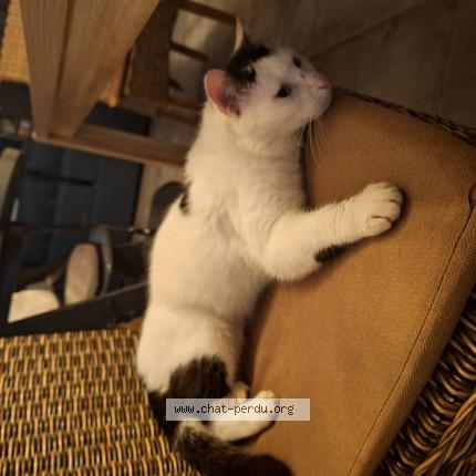 Photo de chat trouvé à Aigondigne