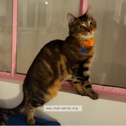 Photo de chat perdu à Champigny