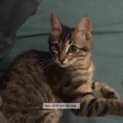 Photo de chat perdu à Llupia