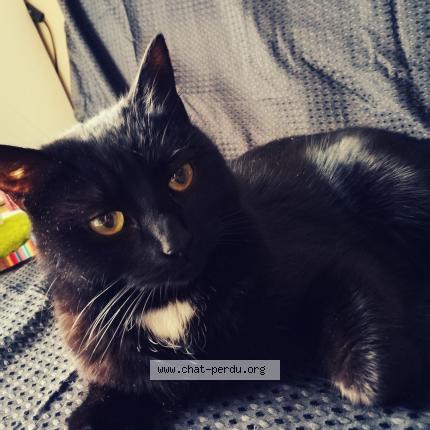 Photo de chat perdu à Troyes