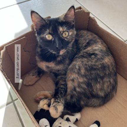Photo de chat perdu à Rieux