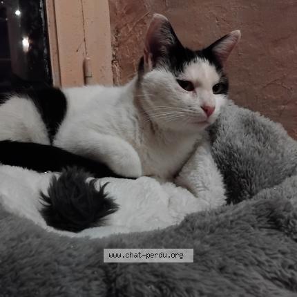 Photo de chat perdu à Montoir De Bretagne