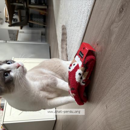 Photo de chat perdu à Angers