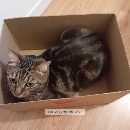 Photo de chat perdu à Rennes