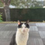 Photo de chat perdu à Montgermont