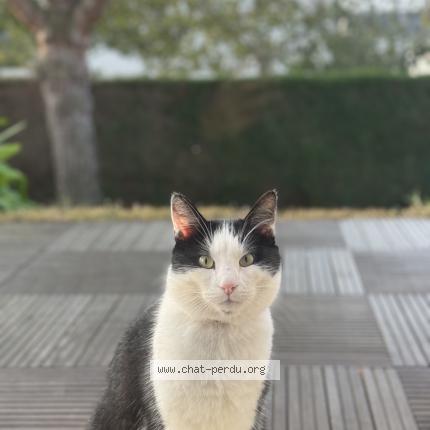 Photo 1/1 Chat retrouvé Perdu à Montgermont