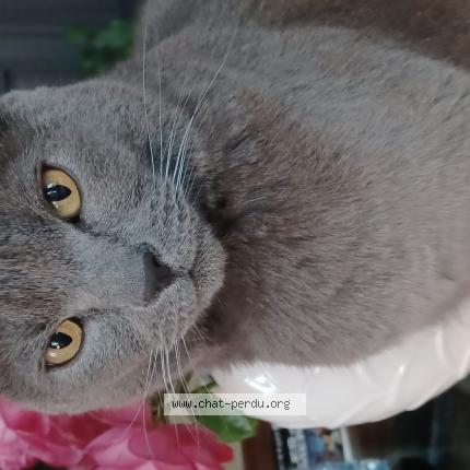 Photo 1/1 Chat retrouvé Perdu à Anzin