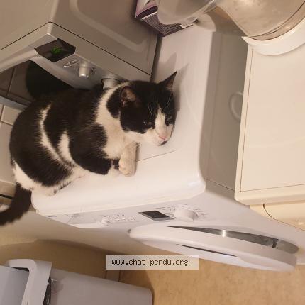 Photo de chat perdu à Audincourt