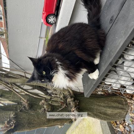 Photo de chat trouvé à Joinville Le Pont