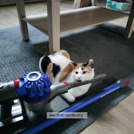 Photo de chat perdu à Ville Sur Illon