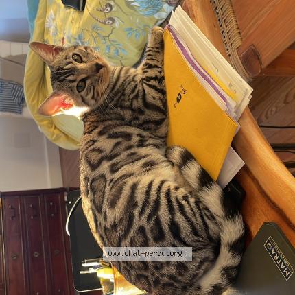 Photo de chat perdu à Saint Andre De Cubzac