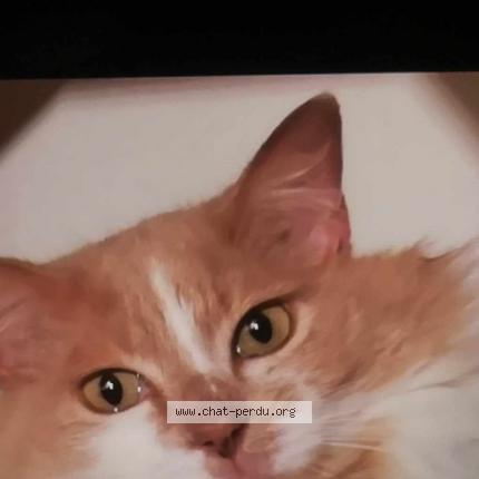 Photo 1/1 Harry Chat perdu à Plescop