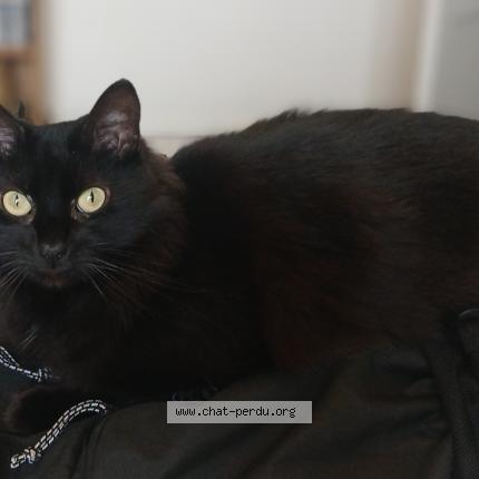 Photo de chat perdu à Relecq Kerhuon