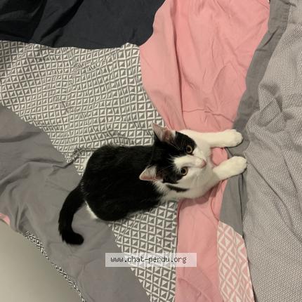 Photo 1/1 Tika Chat perdu à Duisans