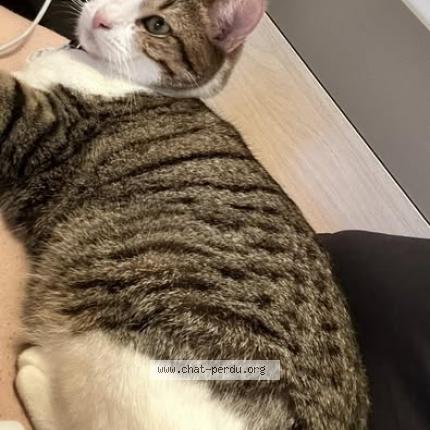 Photo 1/1 Chat retrouvé Perdu à Calais