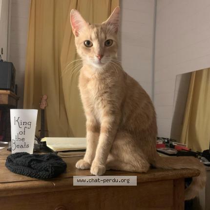 Photo 1/1 Chat retrouvé Perdu à Sauveterre La Lemance