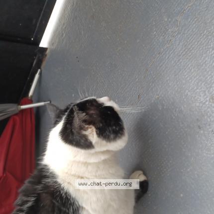 Photo de chat trouvé à Dole