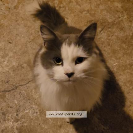 Photo 1/1 Chat retrouvé Trouvé à Lunel