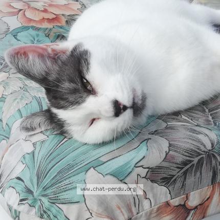 Photo 1/1 Chat retrouvé Perdu à Colomiers