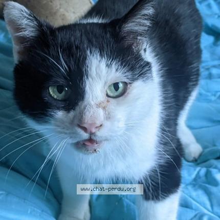 Photo 1/1 Chocolat Chat perdu à Nimes