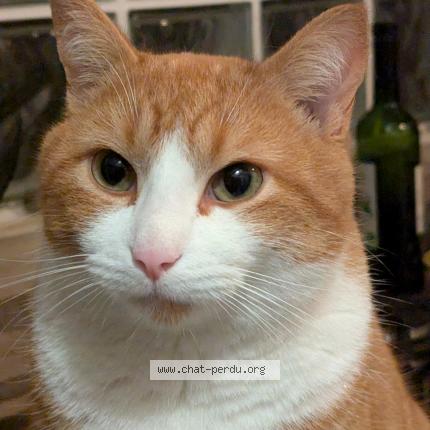 Photo de chat perdu à Paimpont