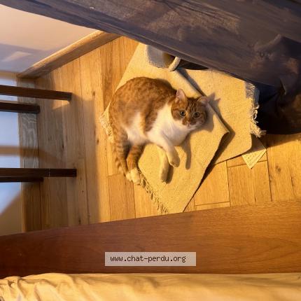 Photo 1/1 Lila Chat perdu à Tourves