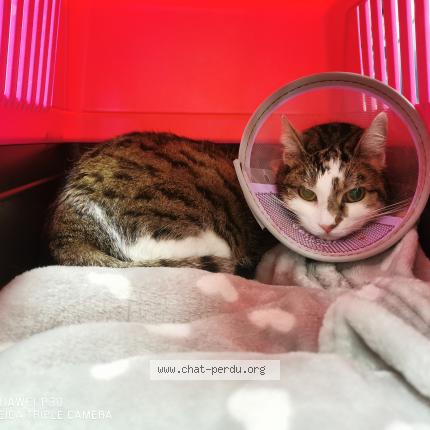 Photo de chat perdu à Pontault Combault