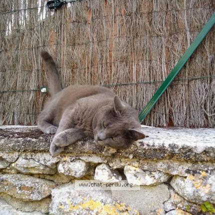 Photo de chat perdu à Chinon