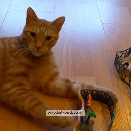 Photo de chat perdu à Rosny Sous Bois