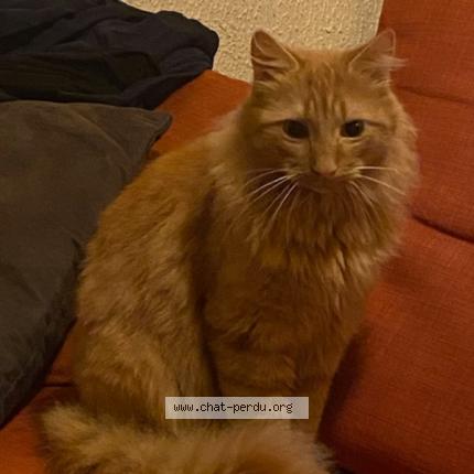 Photo de chat perdu à Domazan