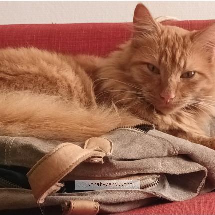 Photo 2/2 Chat retrouvé Perdu à Domazan