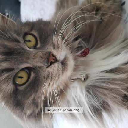 Photo de chat perdu à Carignan De Bordeaux
