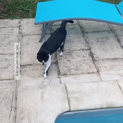 Photo 1/1 Chat retrouvé Perdu à Geispolsheim