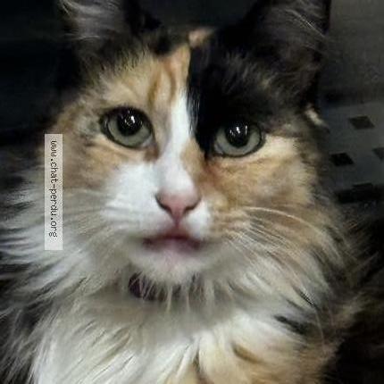 Photo 1/1 Chat retrouvé Perdu à Villedieu la blouere