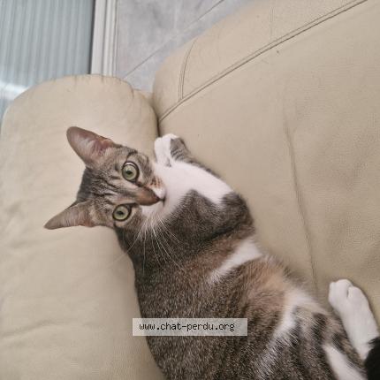 Photo de chat perdu à Nimes