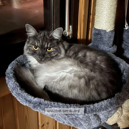 Rengar