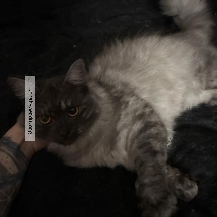 Photo 2/2 Chat retrouvé Perdu à St Maurice