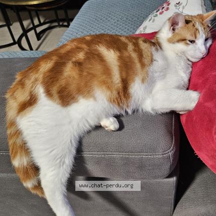 Photo de chat perdu à Port Brillet