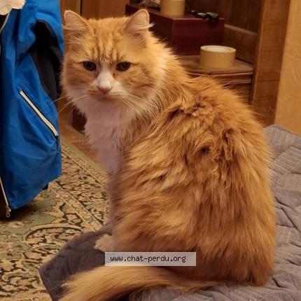 Photo de chat perdu à Chalette Sur Loing