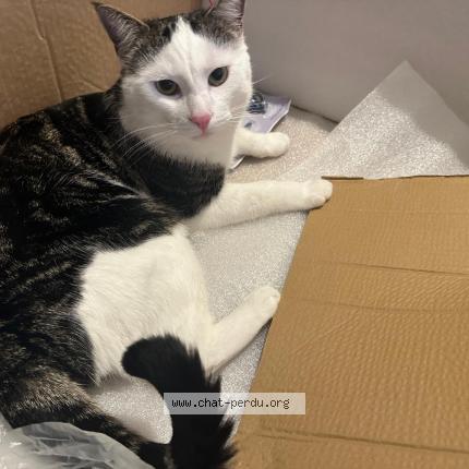 Photo de chat perdu à Bretigny Sur Orge