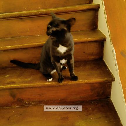 Photo de chat perdu à Baulne