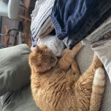 Photo de chat perdu à Le Mans