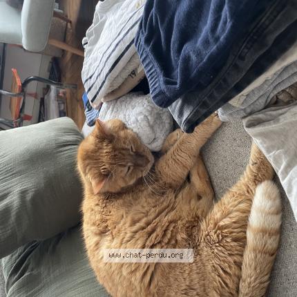 Photo 1/1 Chat retrouvé Perdu à Le mans