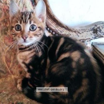 Photo de chat perdu à Blagnac