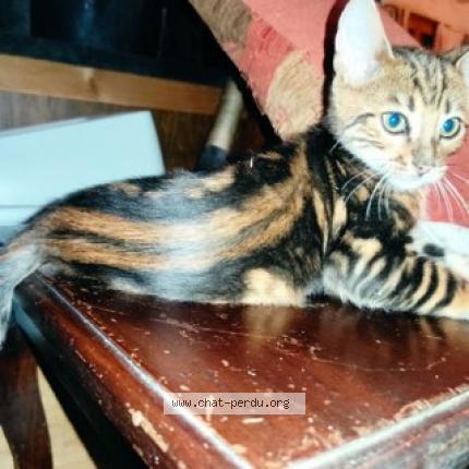 Photo 2/2 Chat retrouvé Perdu à Blagnac