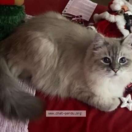 Photo de chat perdu à Hoerdt