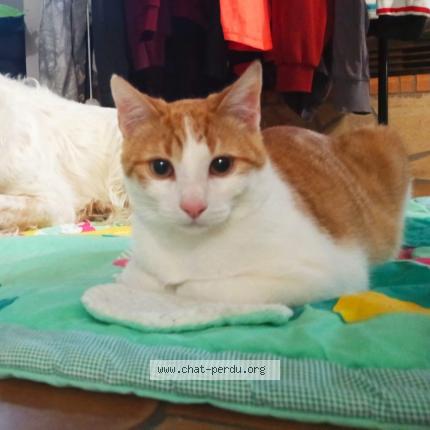 Photo de chat perdu à Bessieres