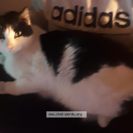 Photo 1/1 Chat retrouvé Perdu à Marseille