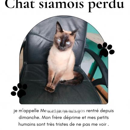 Photo 1/1 Mew Chat perdu à Aubagne