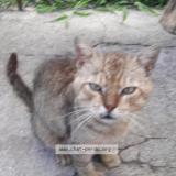 Photo de chat perdu à Henin Beaumont